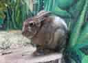 キュウシュウノウサギ 1